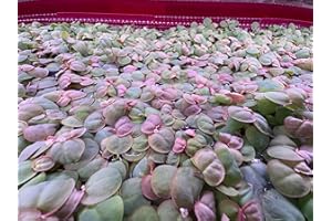 GENERIC Red Root Floater Live Aquarium Plants, Phyllanthus Fluitans (60+ Leaves)