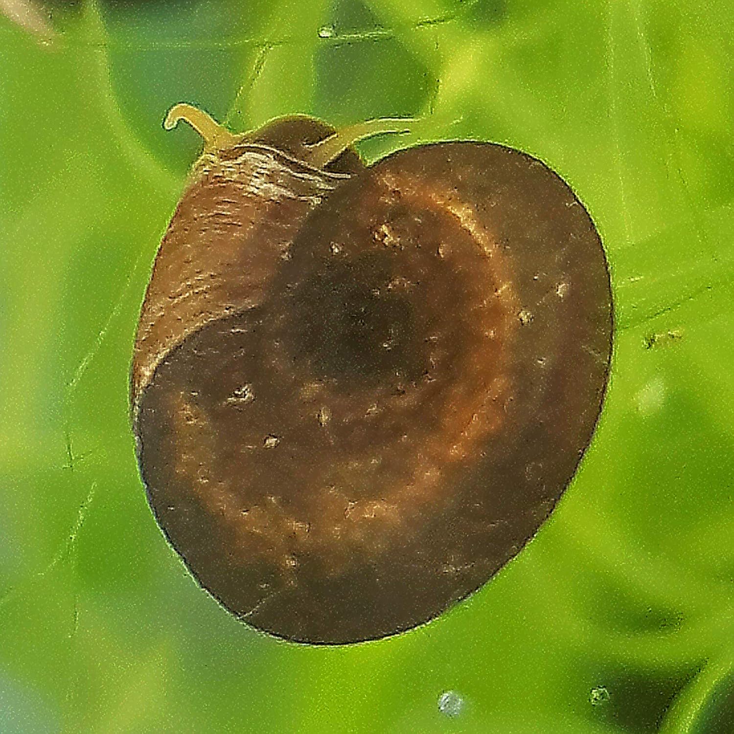 5x Flat Ramshorn Pond Snails Cold Water Aquarium Cleans Algae
