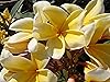 Hawaiian Yellow Melemele Plumeria Frangipani Plant Cutting
