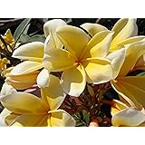 Hawaiian Yellow Melemele Plumeria Frangipani Plant Cutting