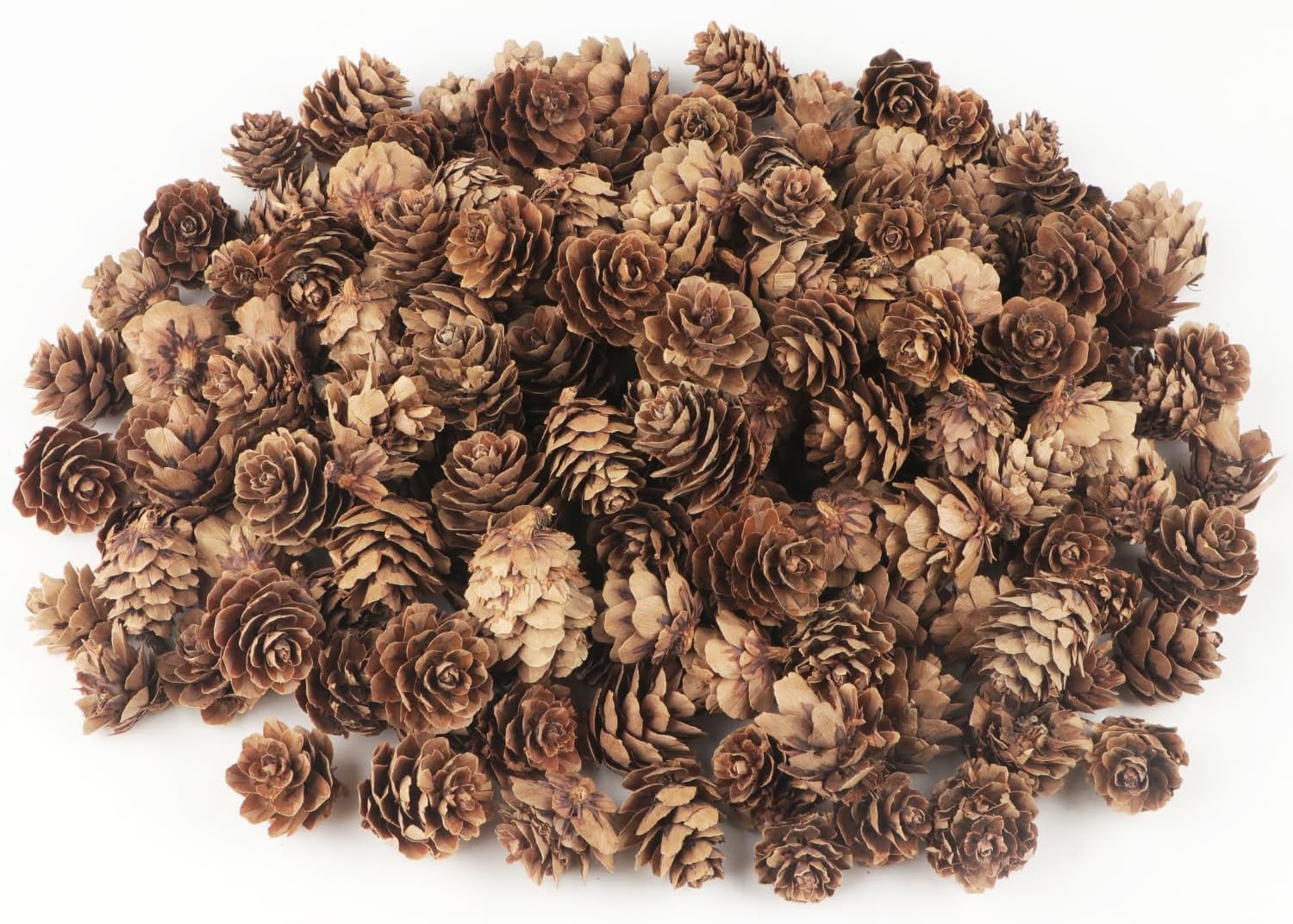 Vase Fillers - Jangostor 120 PCS Pine Cones Decorations, Natural Pine Cones Bulk - Mini Pine Cones Christmas Pine Cones for Table Christmas Tree Crafts Gifts Thanksgiving Fall and Xmas Home Decor