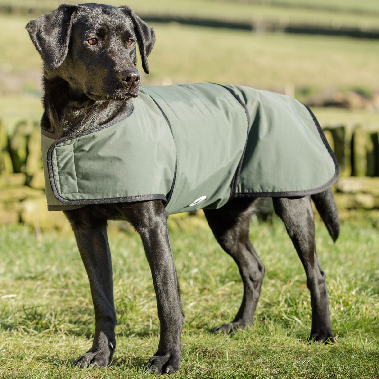 Dog & Field 2-in-1 Waterproof Dog Coat - Green. Microfiber Lined Dog Drying Coat, Winter Dog Raincoat. Waterproof Coat For Dogs, Warm Waterproof Jacket For Dogs, Machine Washable - XL โ image 1