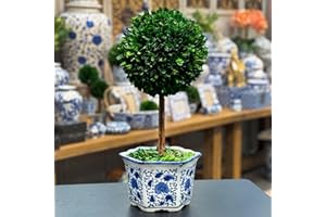 Galt International Preserved Boxwood Topiary Tree in Ceramic Pot Plant and Table Centerpiece Stunning Greenery and Plant Decor for Home Blue & White Ceramic Pot 8" Diameter Topiary 19" Tall
