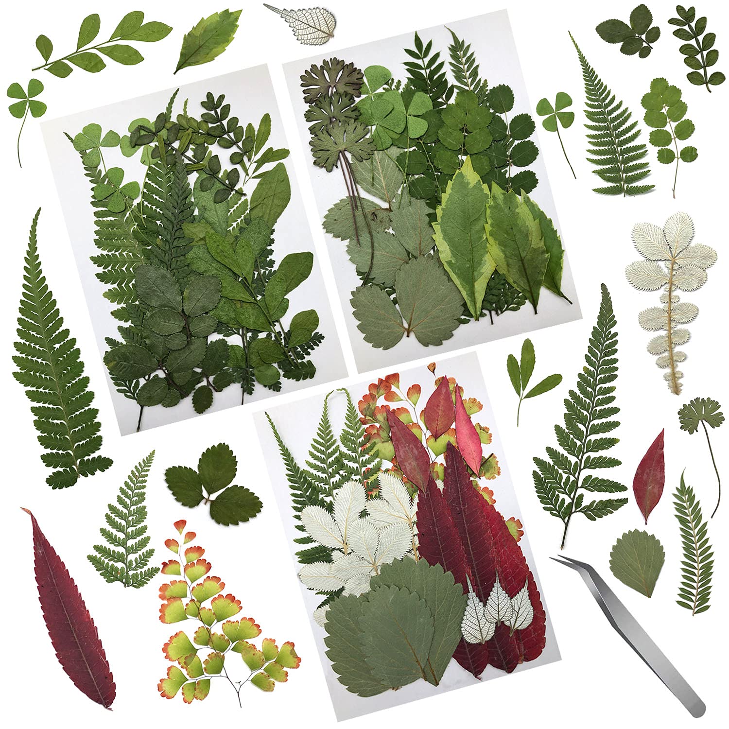 Cinvo 63 Pcs Real Dried Pressed Leaves Natural Dried Leaf for Candle Resin Jewelry Soap Nail Pendant Phone Case Crafts Making Floral Decors Scrapbooking DIY, 21 Styles