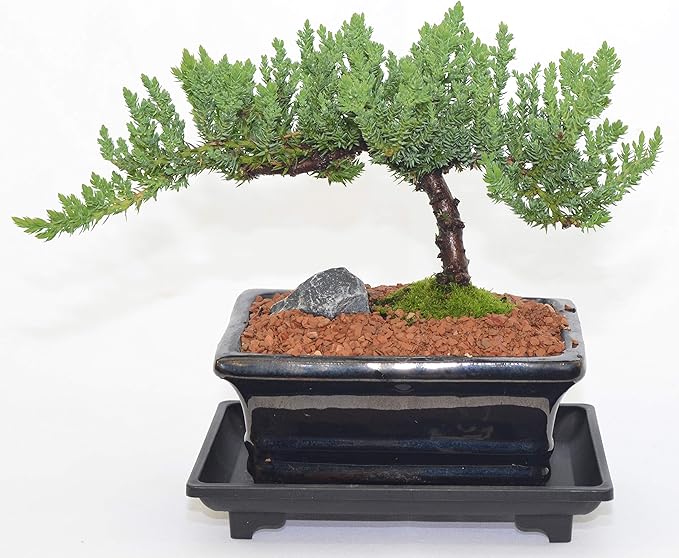 Japanese Juniper, Traditional Bonsai, Windswept Style, 4