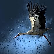 Tranquil Trickle Melody