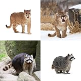 toymany 12PCS North American Forest Animal Figurines Realistic Toy Set view 7