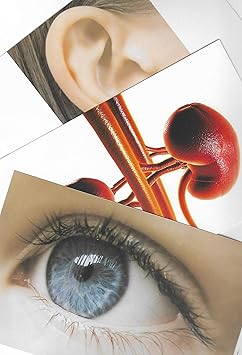 Flash Cards Anatomy | Flash Cards Body Parts | Flash Cards for Kids, Educational Flash Cards for Preschool Kids, Sets of Encyclopedia Cards,Body Organs