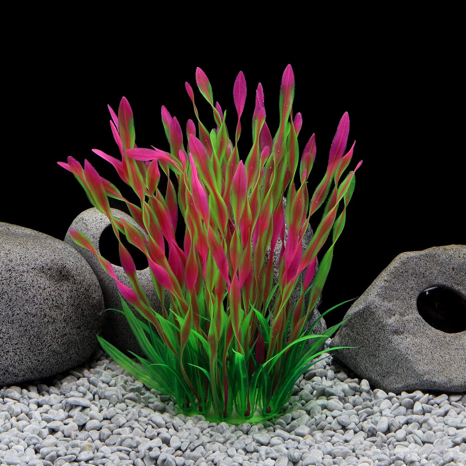 small aquarium plants