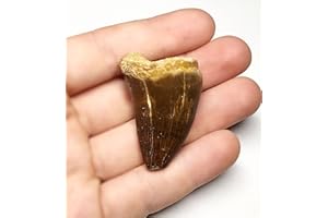 GOLDNUGGETMINER Massive Mosasaurus Tooth Fossil - Genuine - Dinosaur That Swam!