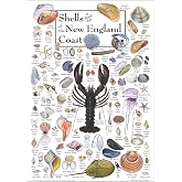 Earth Sky + Water - Shells of the New England Coast - Posters