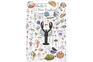 Earth Sky + Water - Shells of the New England Coast - Posters