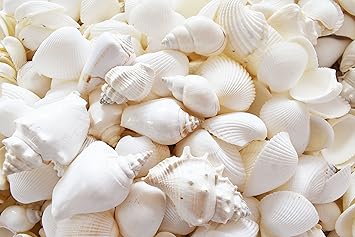 Buy Florida Shells And Gifts Inc Large White Beach Wedding Shell