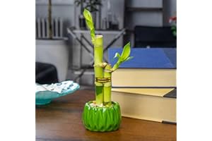 NW WHOLESALER Live Lucky Bamboo 2 Stalk "Love" Arrangement in Round Green Ceramic Planter - 4 and 6 Inches Lucky Bamboo Indoor Potted House Plant for Home and Office Decor