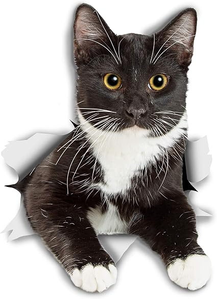 Winston Bear Autocollants Chat Muraux 3d Paquet De 2 Autocollants Decoratifs Drole Stickers Chat Noir Et Blanc Chaton Pour Mur Frigo Toilette Salle Voiture Refrigerateur Amazon Fr Cuisine Maison