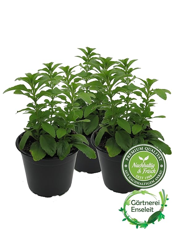 Stevia - Süßkraut - Stevia Rebaudiana 3 Pflanzen