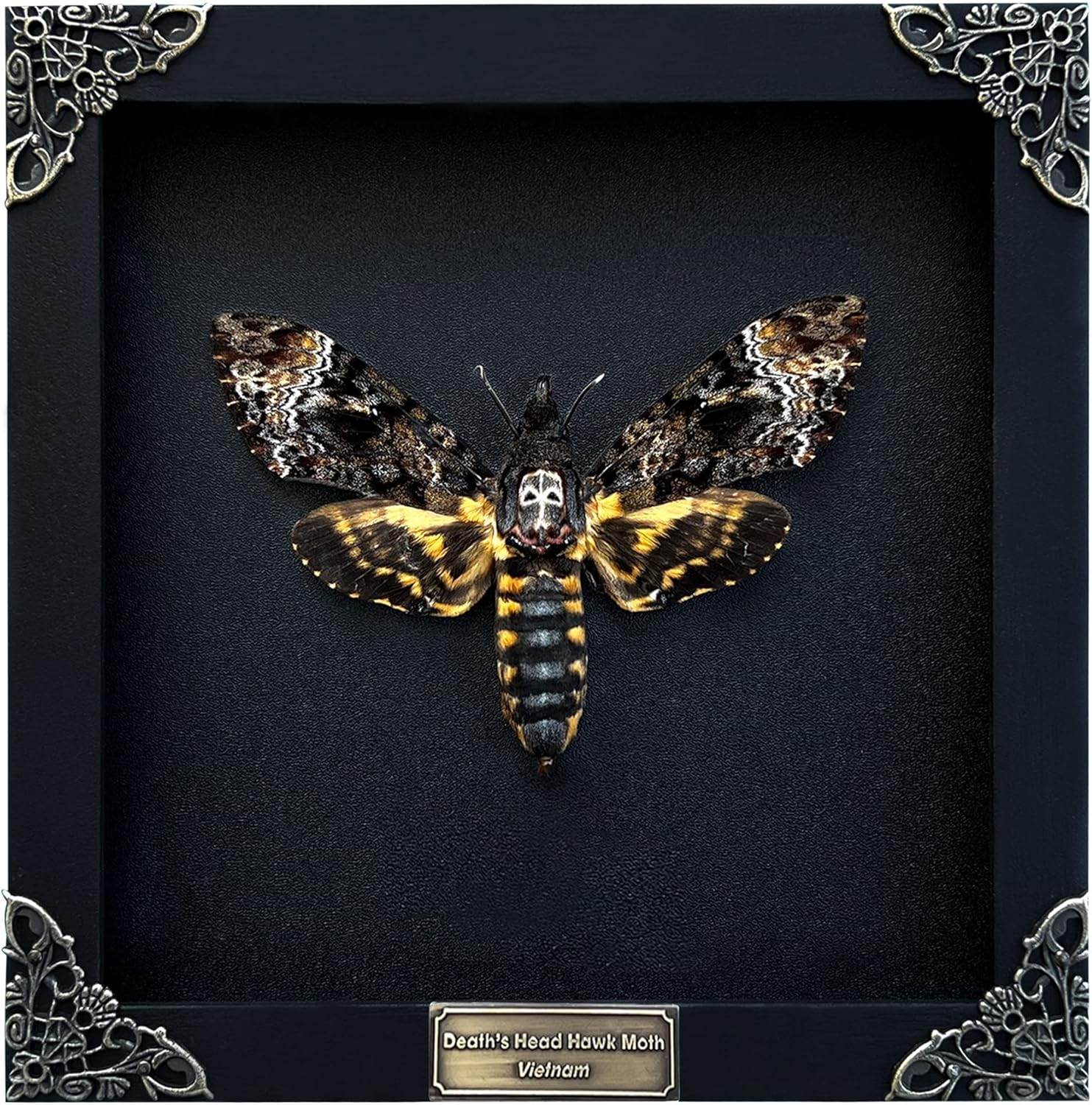Photo Albums, Frames & Accessories - Real Death Head Moth Acherontia Black Frame Skull Butterfly Handmade Shadow Box Insect Oddity Curiosities Unique Taxidermy Collectables Tabletop Wall Art Home Decor Living Gallery Bedroom K18-01-DE