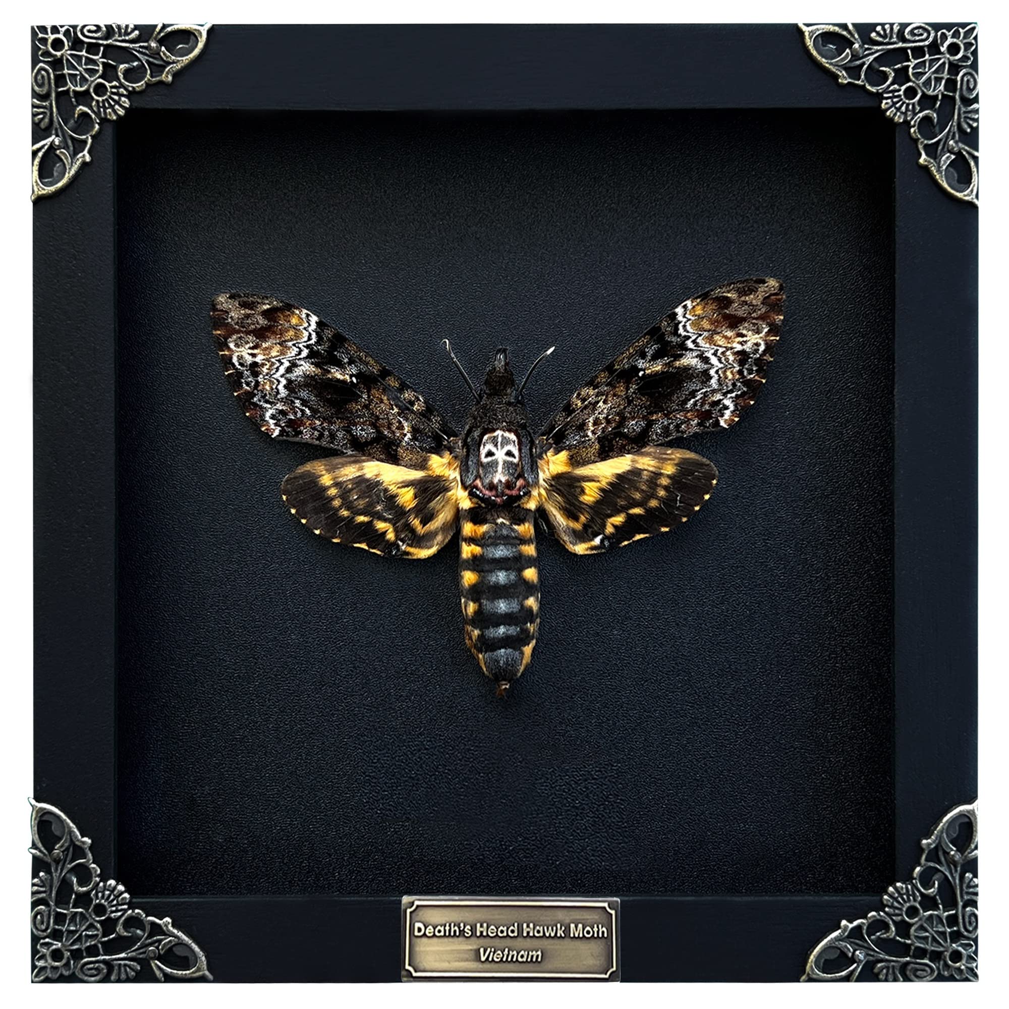 Real Death Head Moth Acherontia Black Frame Skull Butterfly Vintage Shadow Box Insect Frame Unique Taxidermy Tabletop Wall Art Decor Artwork Home Room Living Specimen Moody Gothic Oddity K18-01-DE