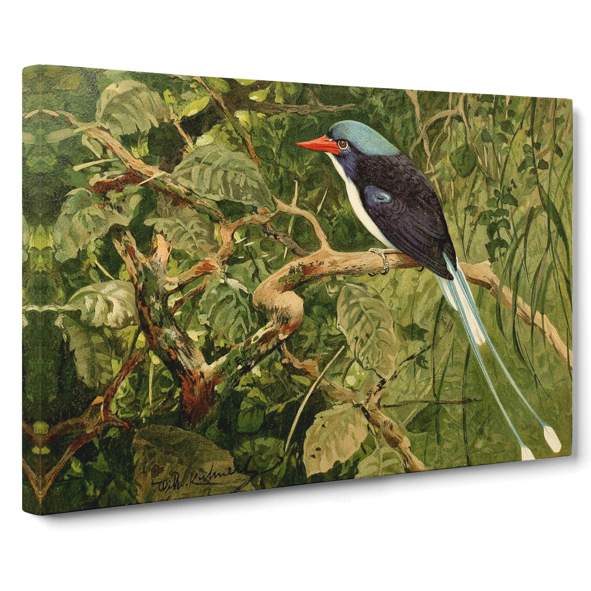 W Kuhnert Paradise Kingfisher Canvas Print | Gallery Wrapped 30mm Frame Wall Art | 20x14 inches | Ready to Hang | Retro Bird Picture | Living Room Bedroom Lounge Office