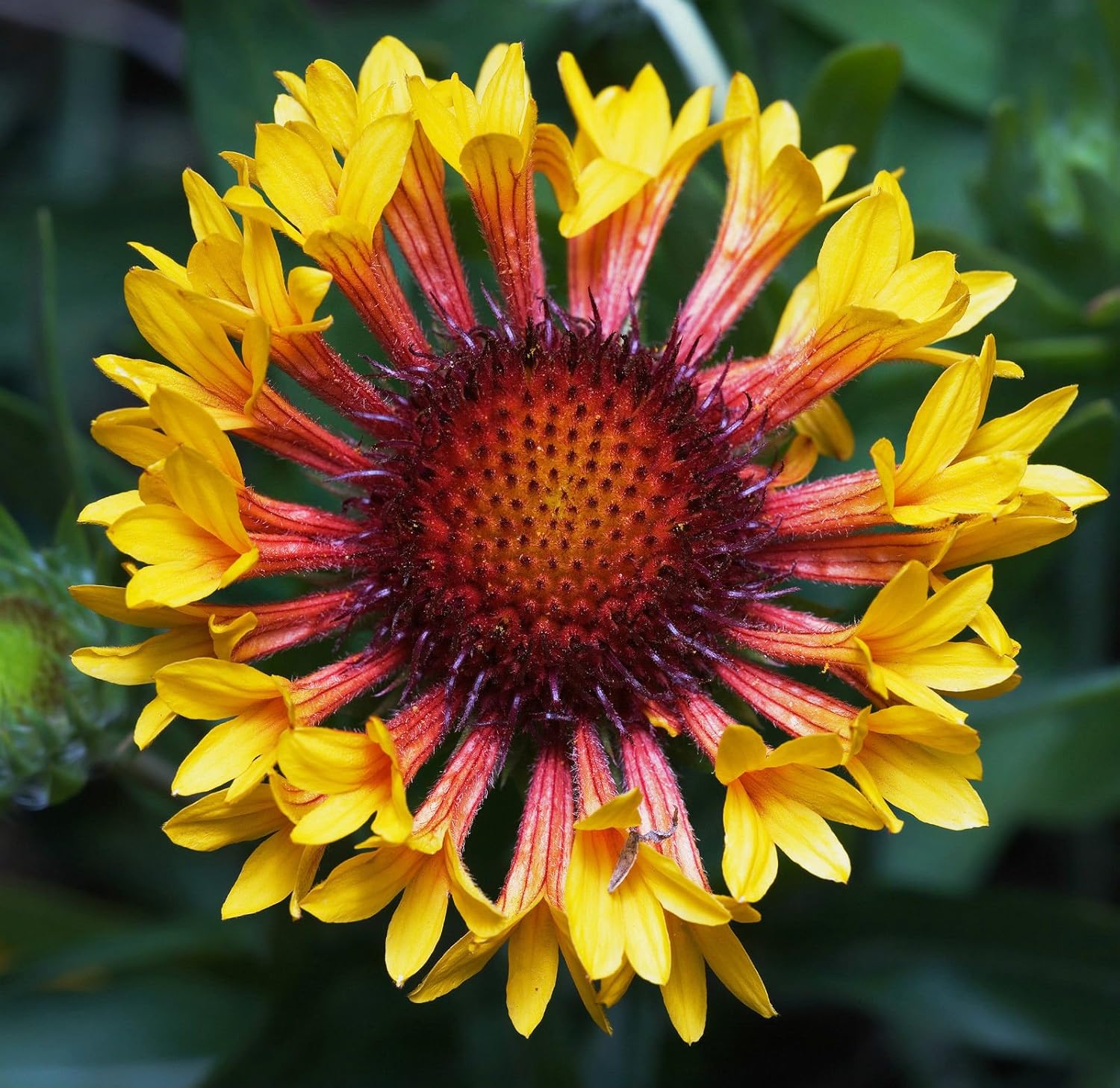 Gaillardia Seeds FANFARE Blanket Flower Butterfly