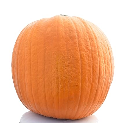 Schnitzkürbis preis