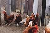 Copdock Mill Fine Cut Maize 20kg Brand Copdock Mill Poultry Feed view 6