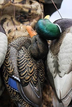 18+ Lifetime Duck Decoys Background