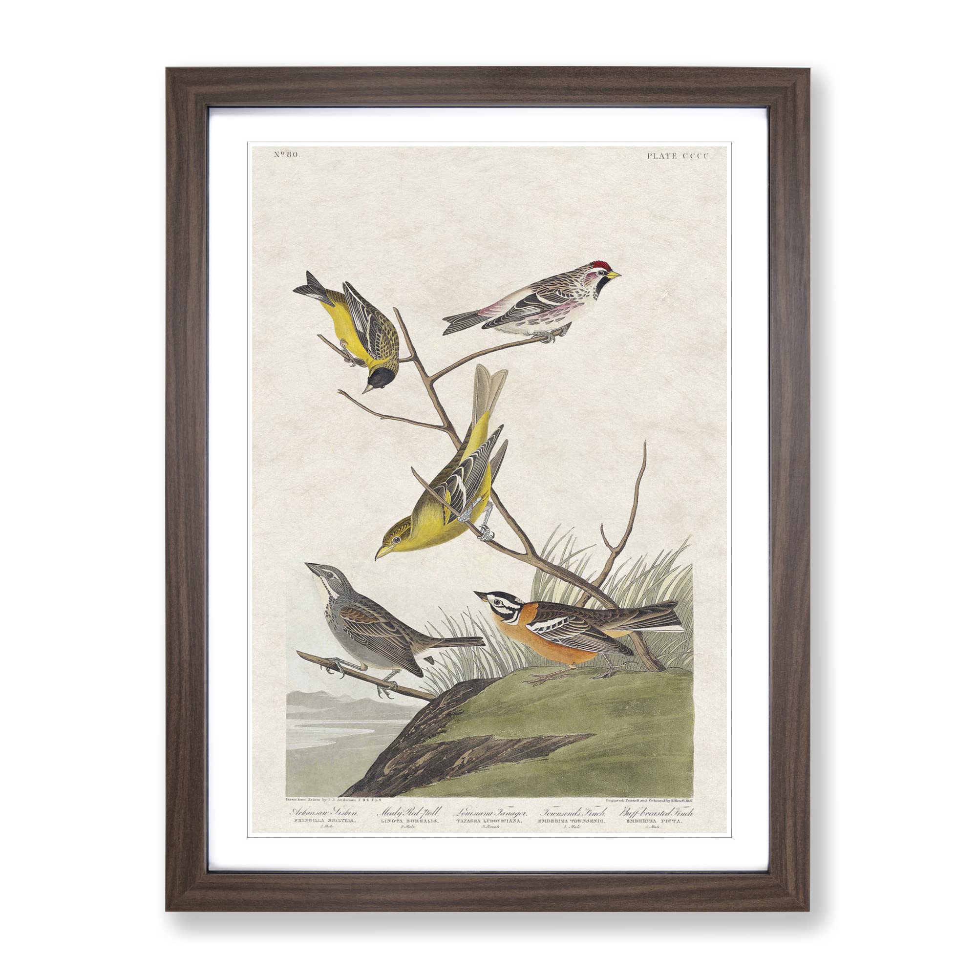 Assortment Of Birds By John James Audubon Vintage Framed Wall Art Print, Ready to Hang Picture for Living Room Bedroom Home Office Décor, Walnut A4 (34 x 25 cm)