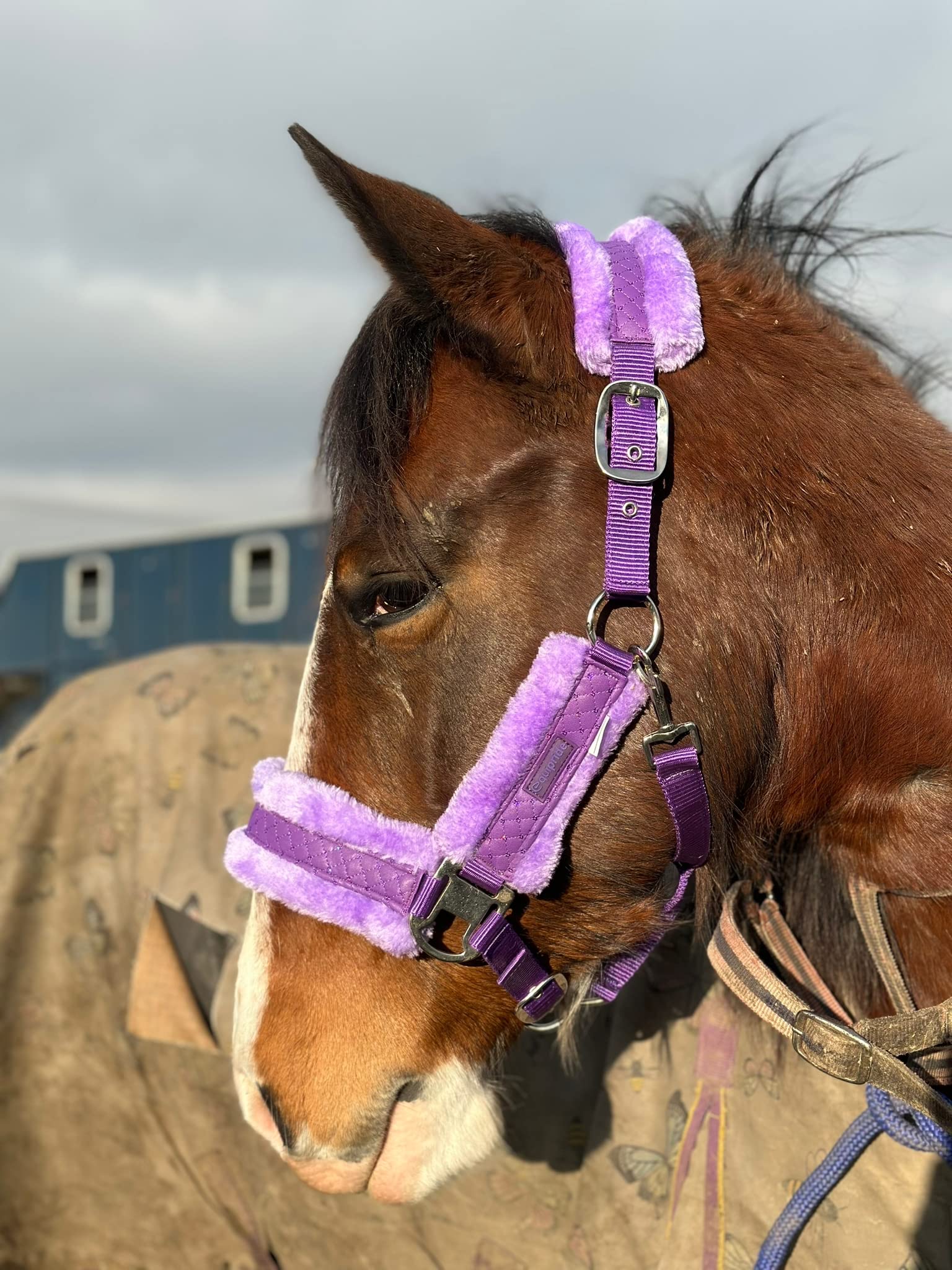 Equipride STAR SHINY HEADCOLLAR WITH LITTLE BLINGY STARS FAUX FUR LINED (Full, Purple)