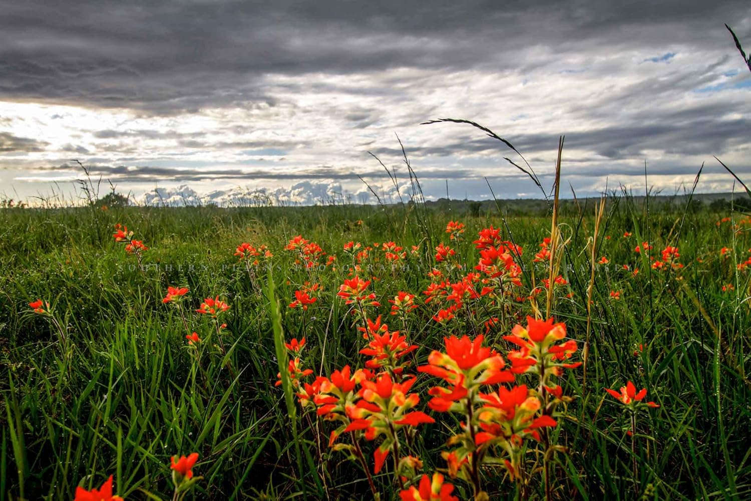 Photographs - Wildflower Photography Print (Not Framed) Picture of Indian Paintbrush Bringing Color to Stormy Day in Oklahoma Country Wall Art Farmhouse Decor (5