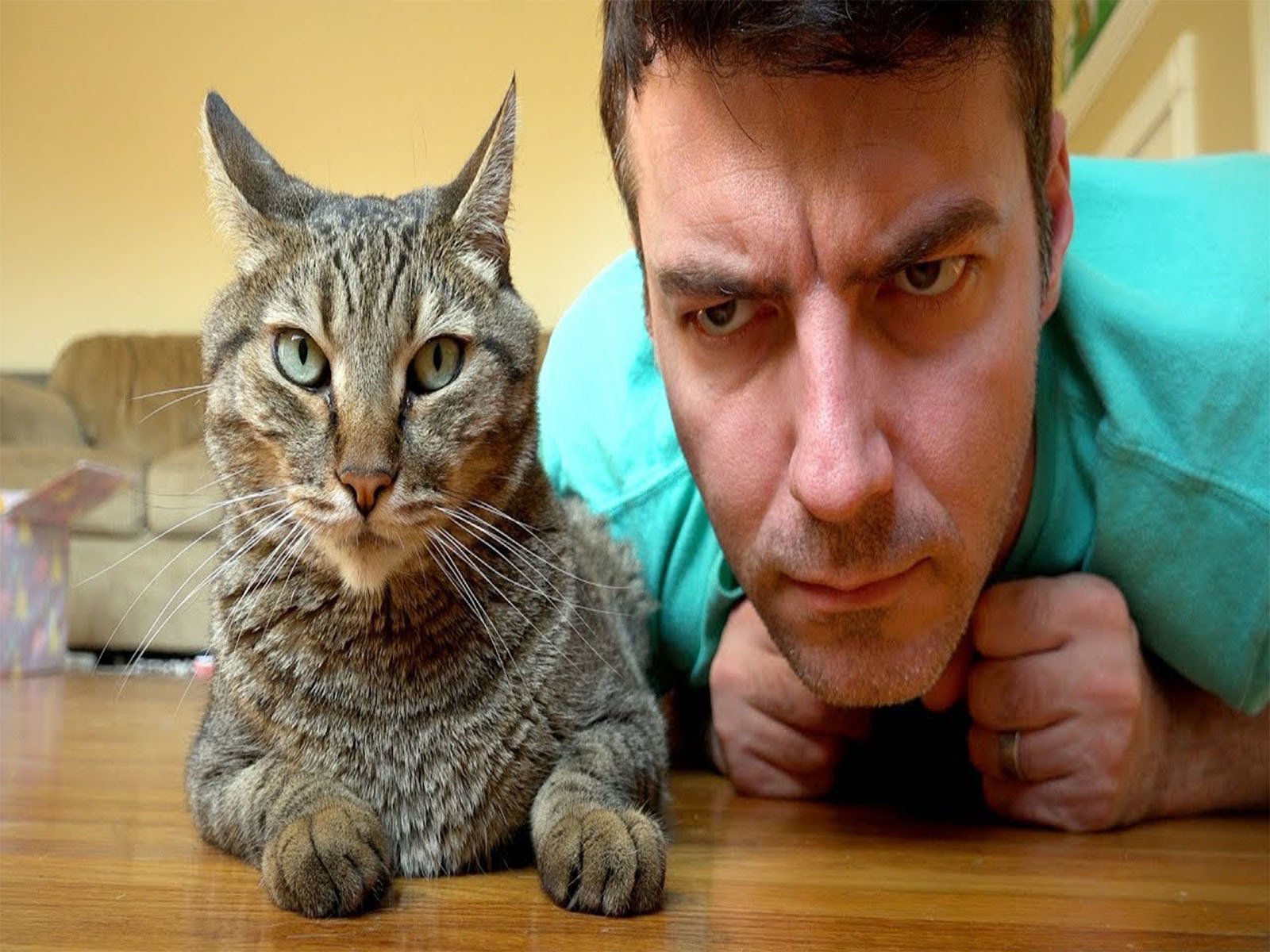 Watch The Mean Kitty Prime Video