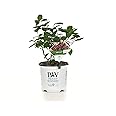 Proven Winners Fire Light Hardy Hydrangea (Paniculata) Live Shrub, White to Pink and Red Flowers, 1 Gallon