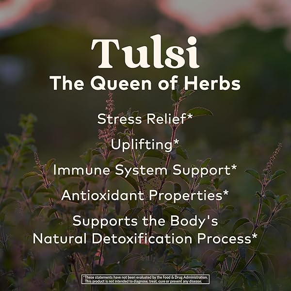 ORGANIC INDIA TULSI SWEET ROSE HERBAL TEA – HOLY BASIL LEAF, AFRICAN BASIL, CHAMOMILIE, LEMON MYRTLE, STRESS RELIEVING, IMMUNE SUPPORT, USDA CERTIFIED ORGANIC, CAFFEINE-FREE – 3.5 OZ CANISTER
