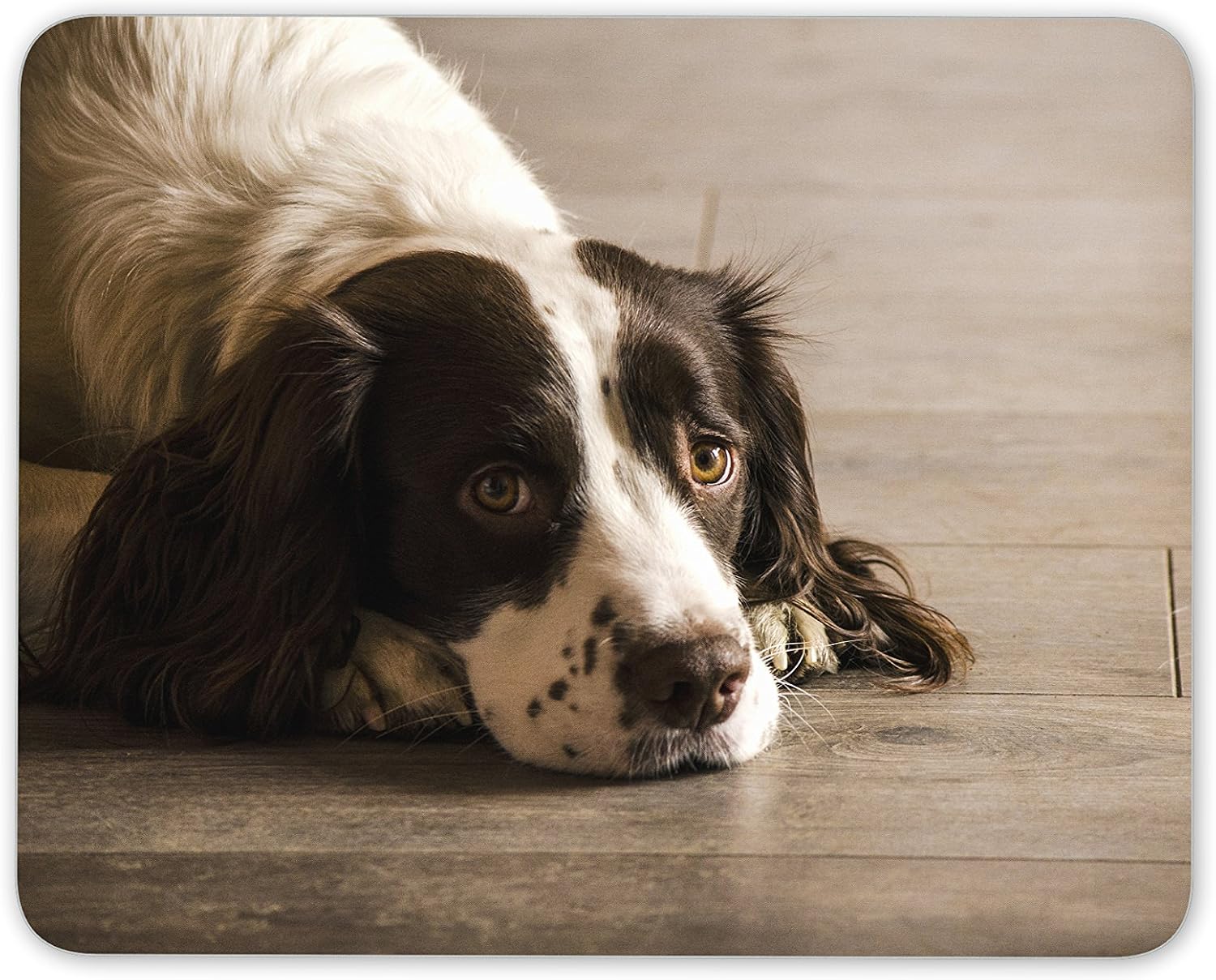 Destination Vinyl Ltd Beautiful Springer Spaniel Dog Mouse Mat Pad - Puppy Dogs PC Computer #8725, Multicolor