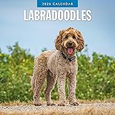 Red Robin 2026 Labradoodles Monthly Wall Calendar | 12" x 24" Open | Premium Thick & Sturdy Paper | Hangable 12 Month Calendar | Lined Notes & To Do Area | Vivid Images | Plastic Free