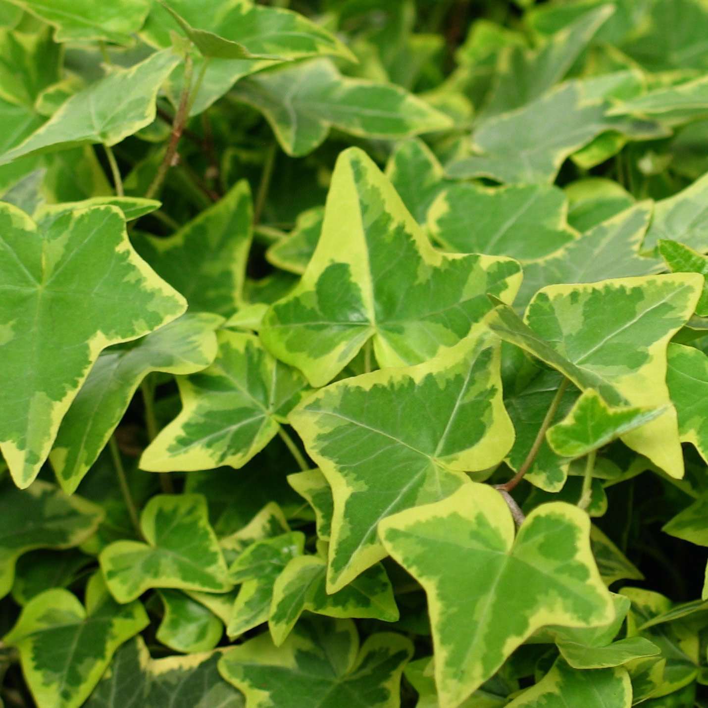 Плитка с плющом. Плющ хедера хеликс. Плющ искусственный в квартире 90 х. Плющ 1. Плющ зимующий.