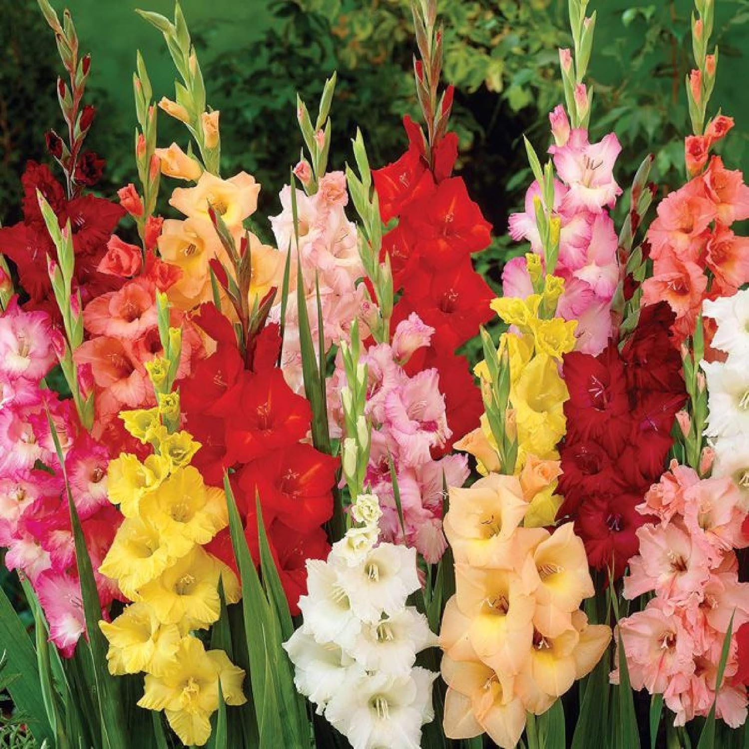 Leafy Tales Garden Gladiolus Flower Bulbs Multicolour Pack Of 10 Amazon In Garden Outdoors