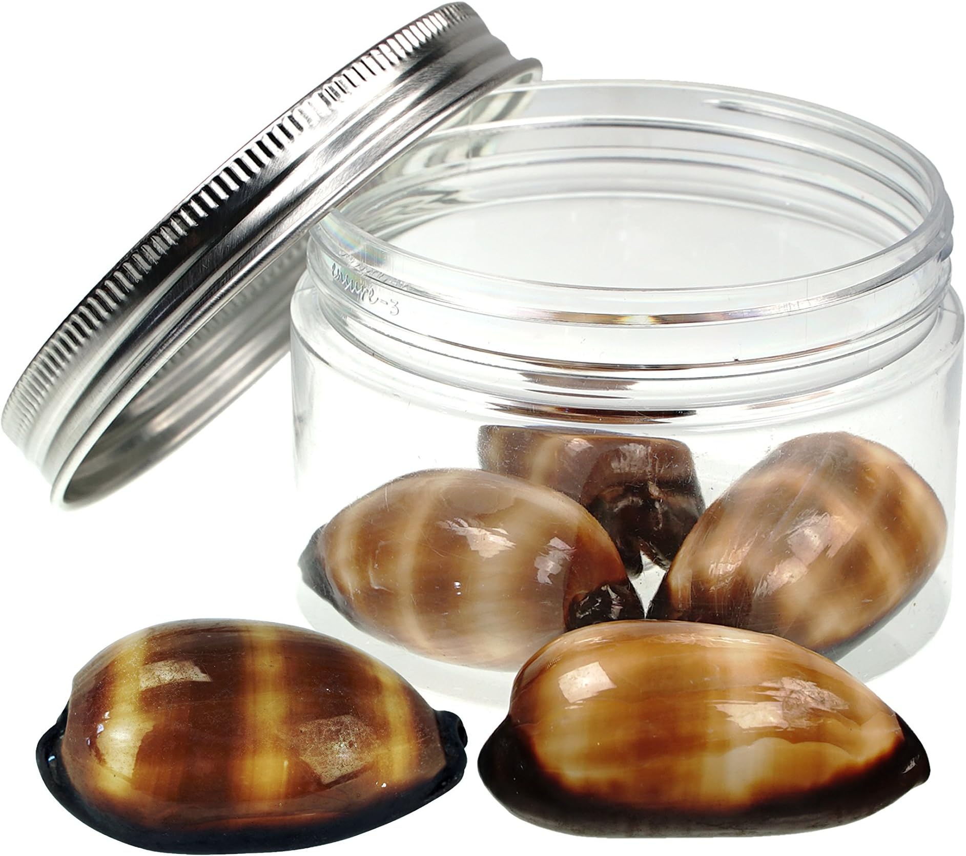 Quality Selected Seashells - 9 Pcs Mole Cowrie Shell : Talparia Talpa - shells for Seashell Vases, Boxes, Picture Frames, Jewelry Making & Mini Garden Miniature