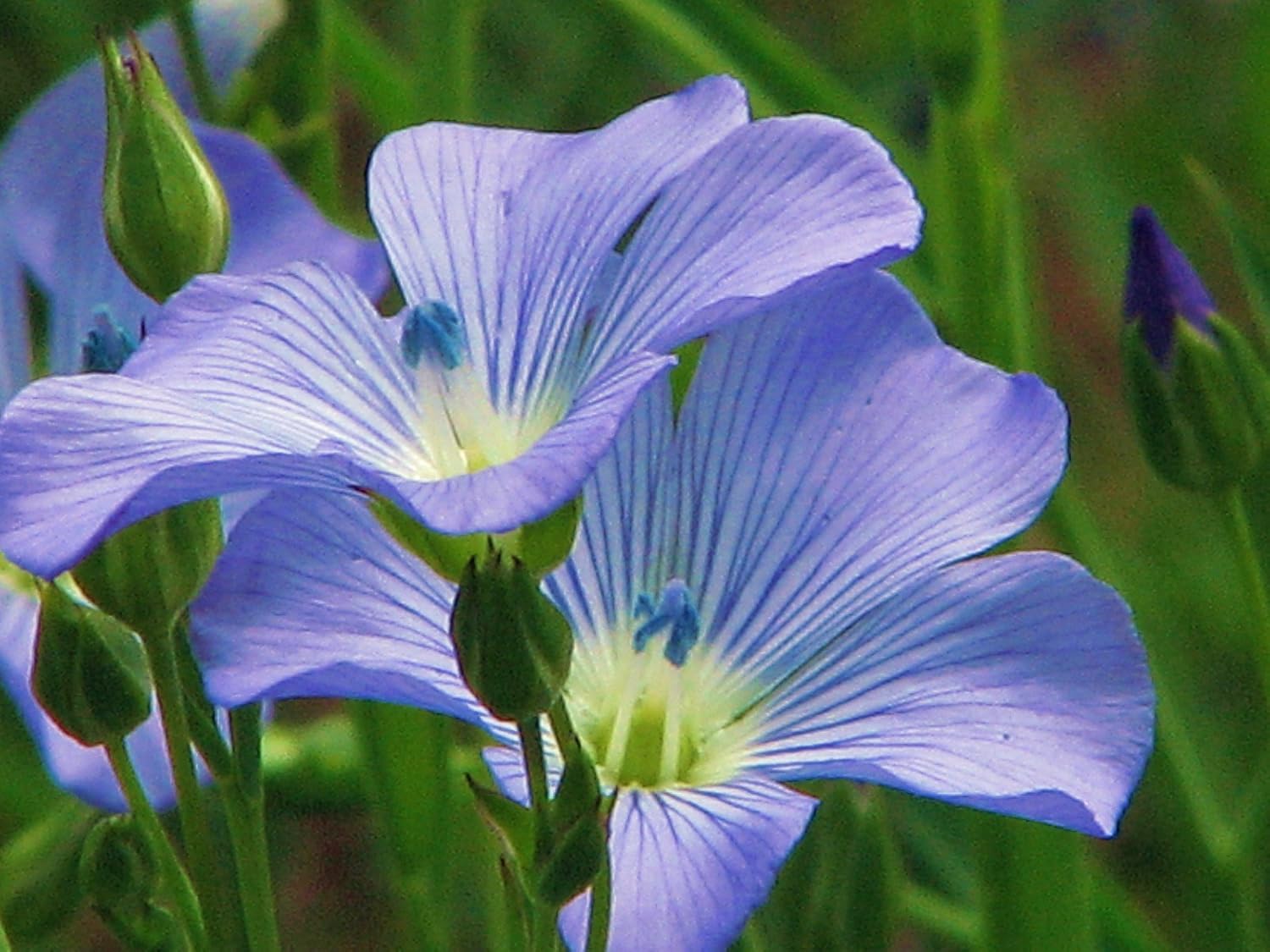 Blue Flax Seed, 100+ Seeds, Organic, Beautiful Striking