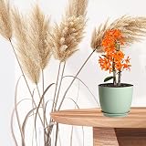 PROFIKLA Plastic Plant Pots Set 20/18/16 cm with Drainage Holes and Saucers view 7