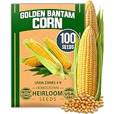 HOME GROWN Golden Bantam Sweet Corn Seeds, 100+ Seeds, Zea mays | High Germination, Heirloom, Non-GMO | 100+ Seeds, Yellow Kernel | Corn on the Cob | Early Summer Harvest, Easy to Grow Garden
