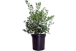 GREEN PROMISE FARMS Ilex X meserveae 'China Girl' (Holly) Evergreen, 2 - Size Container