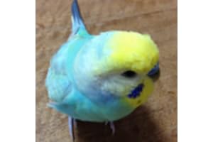 Budgerigar Sounds for Parakeet