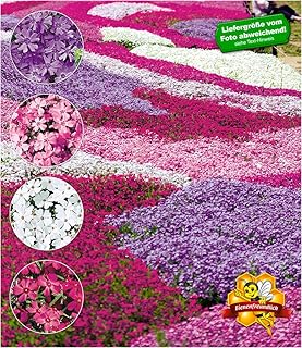 BALDUR Garten Winterharter Bodendecker Phlox-Mix Flowers of The Sea, 4 Pflanzen, Polsterphlox Polster-Flammenblume Polsterstauden Teppichphlox Moosphlox mehrjährig, Phlox subulata