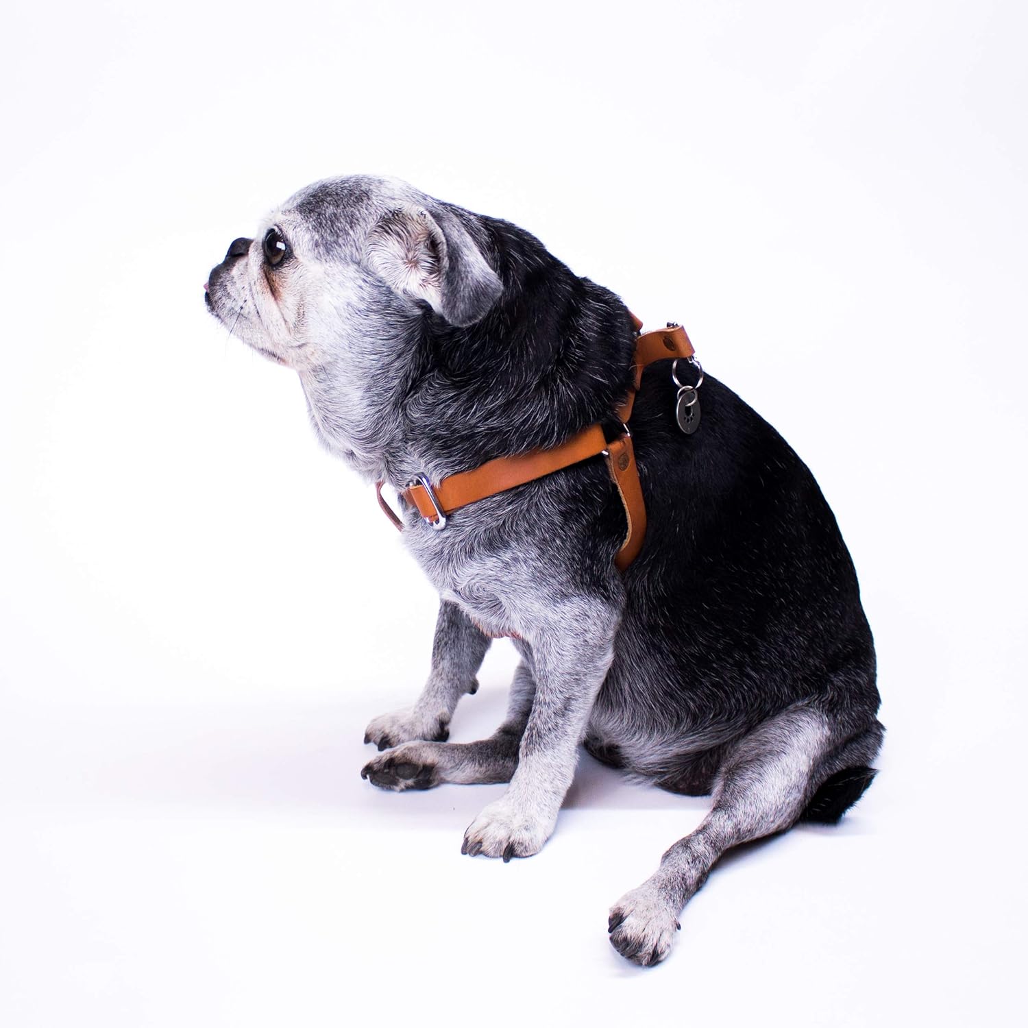 leather step in dog harness