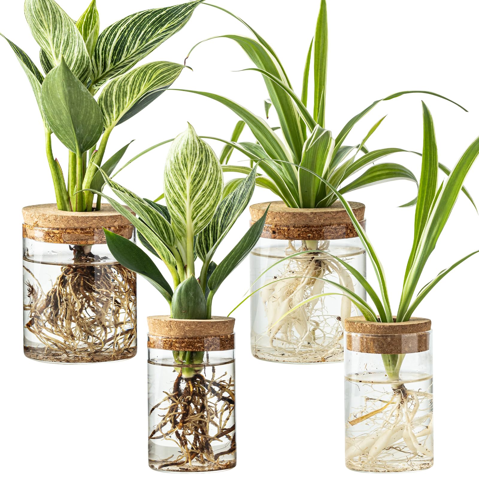 Photo 1 of Glass Plant Propagation Stations for Plants – Set of 4(2 Large & 2 Small) Hydroponic Vases for Plant Cuttings,Flower Arrangements, Home & Office Decor–Desktop Vases for Living Room, Bedroom (4)