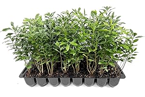 FLORIDA FOLIAGE Wax Myrtle | 3 Live Plants | Myrica Cerifera | Fast Growing Shrub, Privacy Screen, Evergreen Foliage, Ornamental, Drought Tolerant, Low Maintenance, Garden Landscape