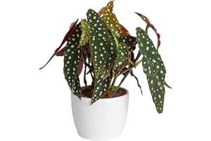 Costa Farms Live Indoor Trending Tropicals Begonia Maculata Plant, 14-Inch Tall, White Décor Pot