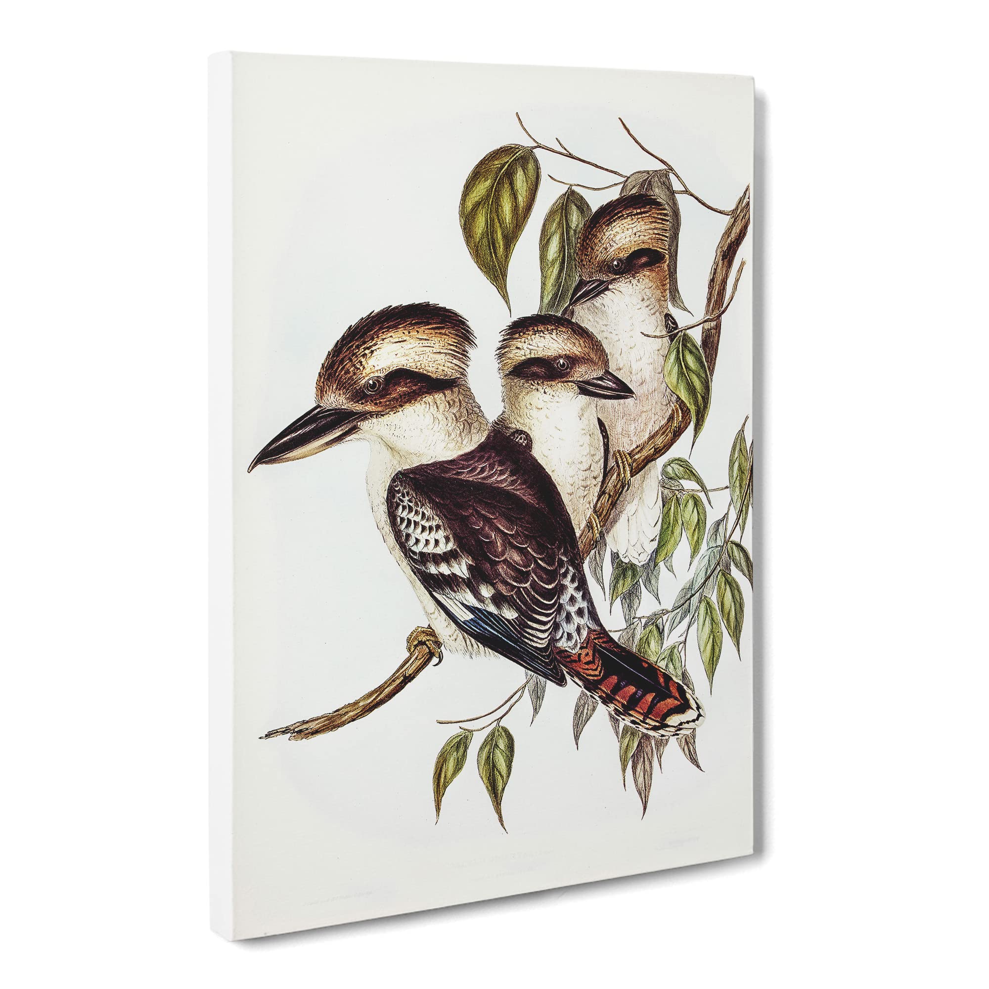 Great Brown Kingfishers By Elizabeth Gould Canvas Print | Gallery Wrapped 30mm Frame Wall Art | 20x14 inches | Ready to Hang | Retro Animal Picture | Living Room Bedroom Lounge Office