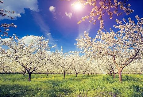Amazon.com : Laeacco Spring Outdoor Blooming Trees Orchard Green ...